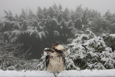 Kooka in the snow