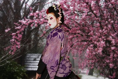 Cherry blossom