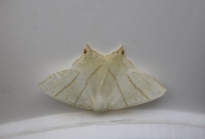 Swallow-tailed Moth (Ourapteryx sambucaria)