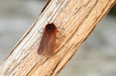 Ruby Tiger (Phragmatobia fuliginosa fuliginosa)