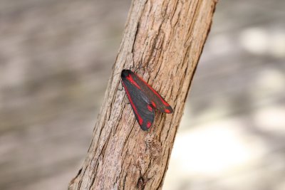 Cinnibar (Tyria jacobaeae)