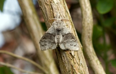 Pale Tussock (Calliteara pudibunda)