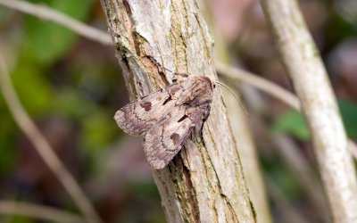 Heart and Dart (Agrotis exclamationis)