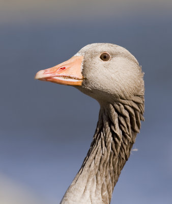 Greylag Goose portrait (Anser anser)