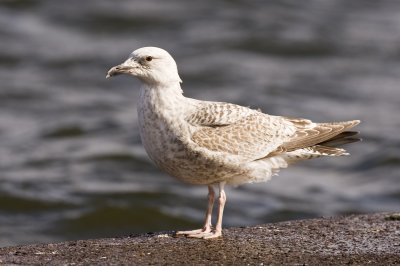 Herring Gull (Larus argentatus)