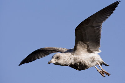 Herring Gull (Larus argentatus)