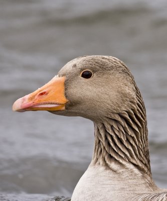 Greylag Goose portrait (Anser anser)