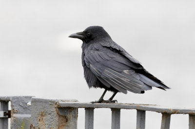 Crows