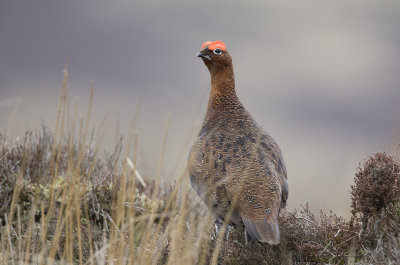 Red Grouse (Lagopus lagopus)