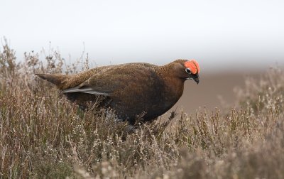 Red Grouse (Lagopus lagopus)