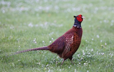 Pheasant (Phasianus colchicus)