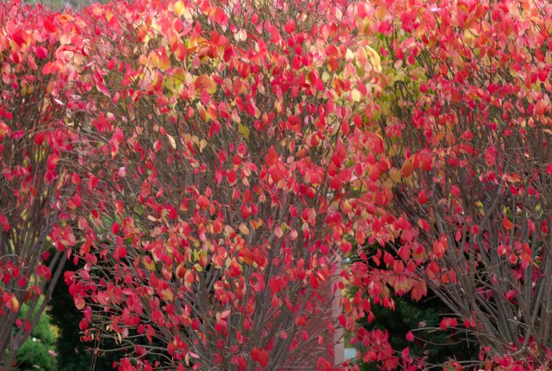 Fall  Ontario 2007 Flames from a bush