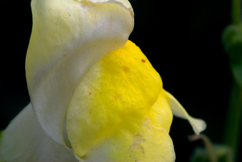 200mm AF Micro Floral0005.jpg