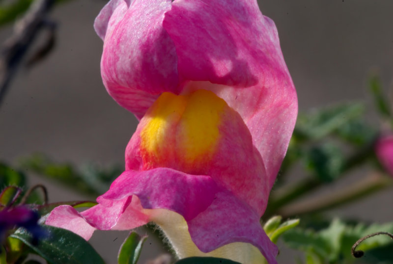 200mm AF Micro Floral0015.jpg