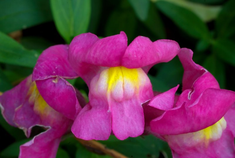 200mm AF Micro Floral0021.jpg
