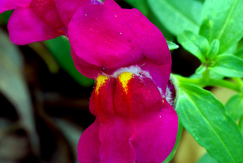 200mm AF Micro Floral0022.jpg