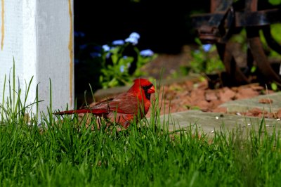 Cardinal