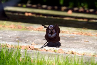 Black bird; tripod mount; loose ball head for pivot; centre focus point