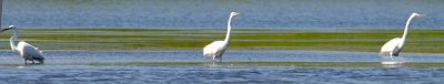 White Egrets