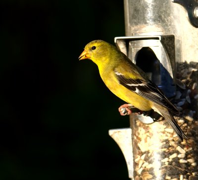 full size jpeg and a yellow bird