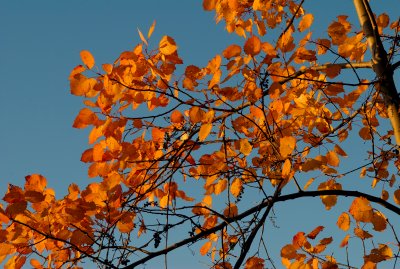 Fall  Ontario 2007