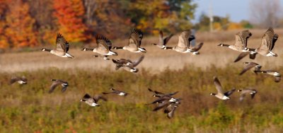 Fall 2007 Geese