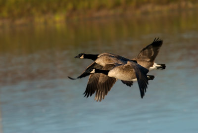 Fall 2007 Geese