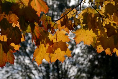 Fall  Ontario 2007