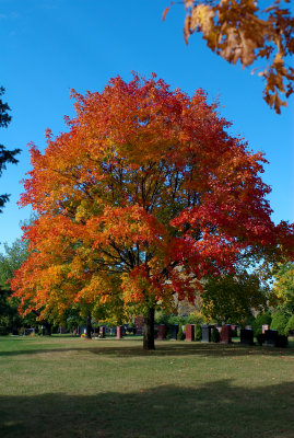 Fall  Ontario 2007