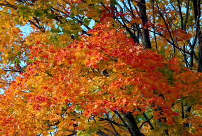 Fall  Ontario 2007