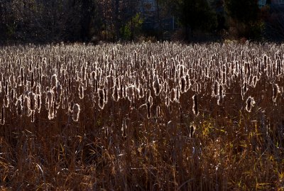 Fall  Ontario 2007