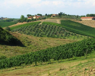 37 Tuscany-Chianti Vineyard.JPG