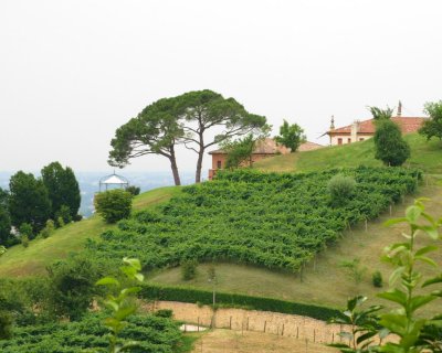 44 Asolo-Italian Vineyard.JPG