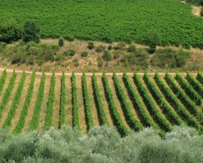 49 Tuscany-Chianti Vineyard.JPG