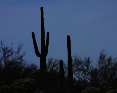 Saguaro National Park, Arizona / 2010