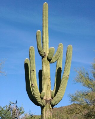 Saguaro National Park, Arizona / 2010