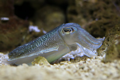 Monterey Bay Aquarium