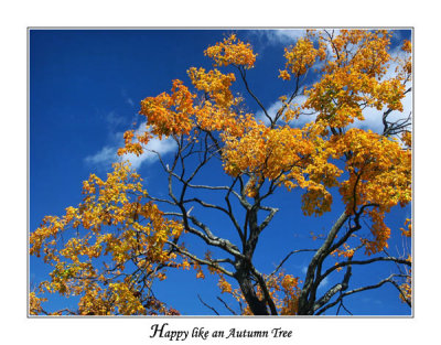 Happy like an Autumn Tree