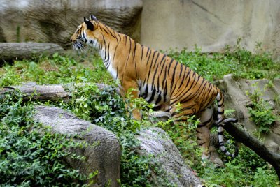 Looking For Her Cubs