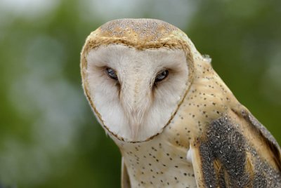 Barn Owl