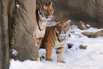 Tigers2010-01-09_034.jpg