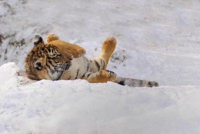 Tigers2010-01-09_061.jpg