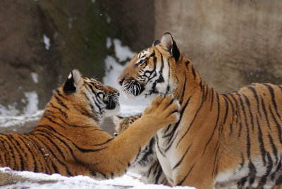 Tigers2010-01-09_069.jpg
