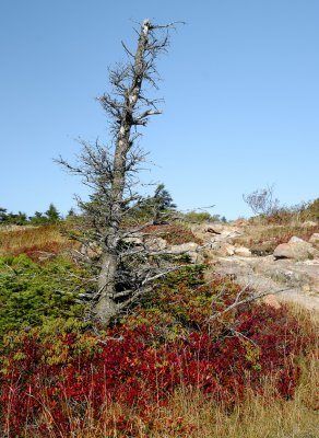 Acadia 2007-10-03_0036.jpg