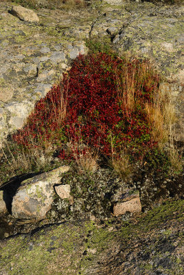 Acadia 2007-10-03_0050.jpg