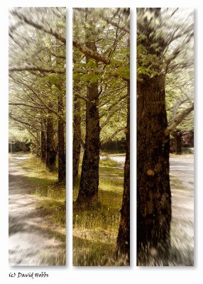split trees apr 10 s.jpg