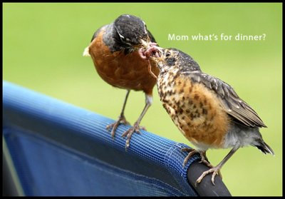 Robin_DSC_0024.jpg