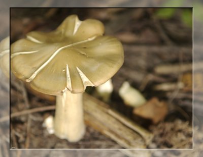cracked mushroom.jpg