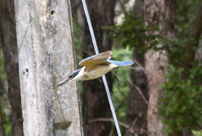 Kingfisher in flight IMG_5686