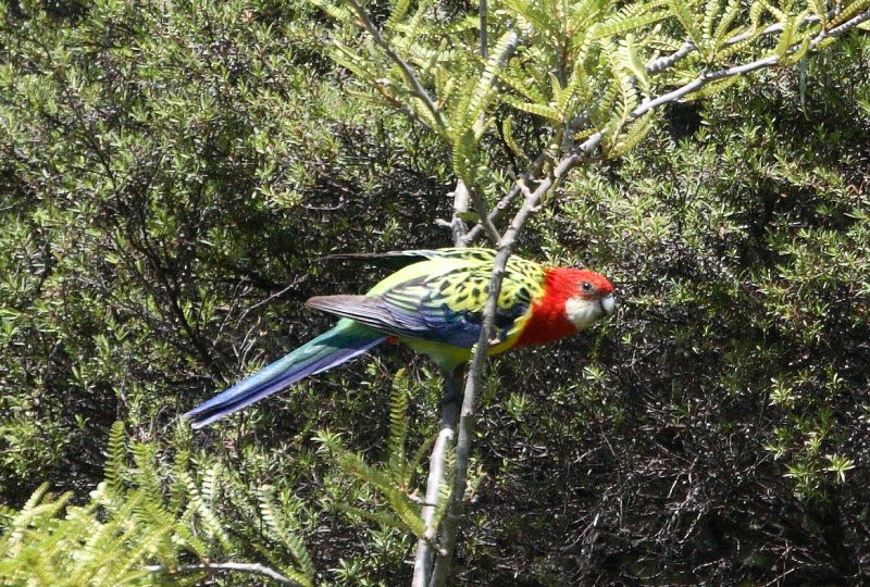 Rosella IMG_5507